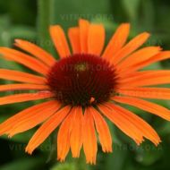 Echinacea purpurea 'Orange Skipper' (Jeżówka purpurowa) - echinacea_orange_skipper.jpg