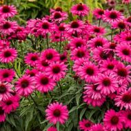 Jeżówka 'Sensation Wild Romance' 2l  (Echinacea hybrida) - echinacea_sensation_wild_romane_75957_10_a.jpg