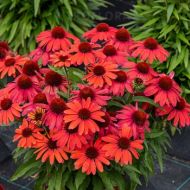 Jeżówka 'Sunmagic Vintage Ruby' (Echinacea purpurea ) - echinacea_sunmagic_vintage_ruby_75919_2_a.jpg