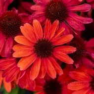 Jeżówka 'Sunmagic Vintage Ruby' (Echinacea purpurea ) - echinacea_sunmagic_vintage_ruby_75919_5_a.jpg