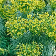 Wilczomlecz 'Wulfenii' niebieski (Euphorbia characias) - euphorbia-wilczomlecz_wulfenii__79252_1.jpg