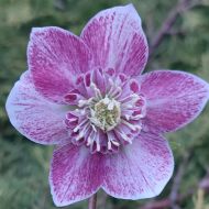 Ciemiernik wschodni 'Anemone Pink Spotted' (Helleborus orientalis) - fb2_hor1_20240202_154554_(002)_a.jpg