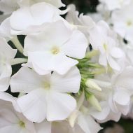 Phlox paniculata 'Flame White' (Floks wiechowaty) - floks_flame_white_76351_2_a.jpg