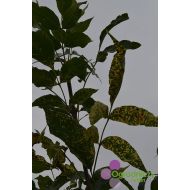 Fraxinus pennsylvanica 'Aucubifolia' (Jesion pensylwański) - fraxinus_pensylvanica_aucubifolia.jpg