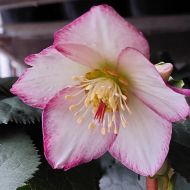 Helleborus HGC Ice N'Roses Frosted Roses' kwitnący (Ciemiernik) - frosted_roses_a.jpg