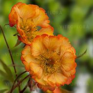 Kuklik 'Nonna' (Geum rivale) - geum-nonna_7a.jpg