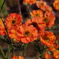 Kuklik 'Totally Tangerine' (Geum) - geum-totally-tangerine_71534_1.jpg