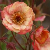 Kuklik 'Wet Kiss' (Geum) - geum-wet-kiss_a.jpg