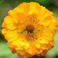 Kuklik 'Mango Lassi' (Geum boliviense) - geum_mango_lassi_74935_1_a.jpg