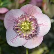 Helleborus orientalis 'Anemone Pink Picotee'  (Ciemiernik wschodni) - h.orientalis_anemone__picotee_pink_1.jpg