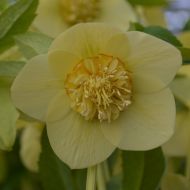 Helleborus orientalis 'Anemone Super Yellow'  (Ciemiernik wschodni) - h.orientalis_anemone__super_yellow_2.jpg