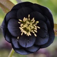 Helleborus orientalis 'Double Black' (Ciemiernik wschodni) - h.orientalis_double__black_1.jpg