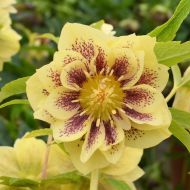 Helleborus orientalis 'Double  Yellow Spotted'  (Ciemiernik wschodni) - h.orientalis_double__super_yellow_spotted__1.jpg