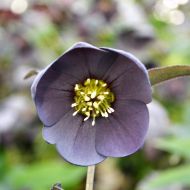 Ciemiernik wschodni Single Slaty Blue (Helleborus) - h.orientalis_single__slaty_blue_2.jpg