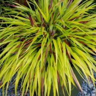 Hakonechloa macra 'Sunflare' (trawa bambusowa)  - hakonechloa-macra-sunflare-350x350.jpg