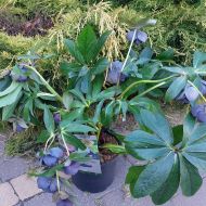 Ciemiernik  wschodni Double Slaty Blue  (Helleborus) - hel.double_black_1a.jpg