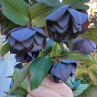 Ciemiernik wschodni Double Slaty Blue  (Helleborus) - hel.double_black_3a.jpg