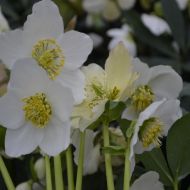 Ciemiernik biały ''Wilgenbroek Selection' (Helleborus niger) - helleborus-niger-wilgenbroek.jpg