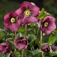 Ciemiernik HGC 'Leila' (Helleborus x lemperii 'Leila') - helleborus_lemperii_leila_.jpg