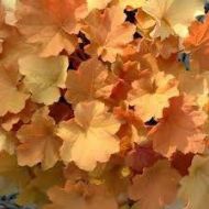 Żurawka 'Caramel' (Heuchera) - heuchera_hybride__caramel_.jpg