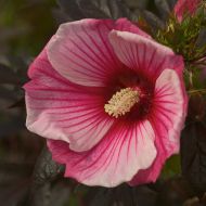 Hibiscus moscheutos 'Small Wanders' (hibiskus bagienny) - hibiscus-moschoutos-small-wonder-1.jpg