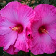 Hibiscus moscheutos 'Little Prince' (hibiskus bagienny) - hibiscus_little_prince_2.jpg