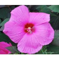 Hibiscus moscheutos 'Royal Gems' (Hibiskus bylinowy) - hibiscus_moscheutos__royal_germs_.jpg