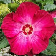 Hibiskus bagienny Red Jake' 1l (Hibiscus moscheutos) - hibiscus_red_jake_78927_2_a.jpg