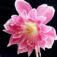 Ciemiernik wschodni Double Pink White Edge 2l (Helleborus orientalis) - hor10_20240128_142404_02_(002).jpg