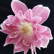 Ciemiernik wschodni 'Double Pink White Edge' (Helleborus orientalis) - hor10_20240128_142404_04_(002).jpg