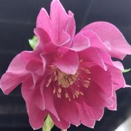 Ciemiernik wschodni Double Pink 2l (Helleborus orientalis) - hor20_20240128_144006_(002).jpg