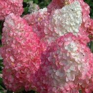 Hortensja bukietowa Vanille-Fraise ;Renhy' (Hyndragea paniculata) - hortensja-bukietowa-vanille-fraise-a.jpg