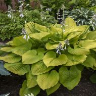 Hosta 'Age of Gold' (Funkia) - hosta_age_of_gold_funkia_73886_2.jpg