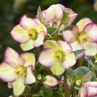 Helleborus HGC Ice N'Roses Frosted Roses (Ciemiernik) - ice_n_roses_frosted_rose.jpg