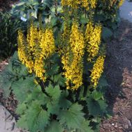 Języczka 'Little Rocket' 2l (Ligularia stenocephala) - ligularia-stenocephala-little-rocket.jpg