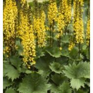 Języczka 'Bottle Rocket' 2l (Ligularia dentata ) - ligularia_bottl_e_rockrt.jpg