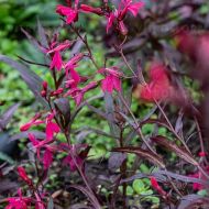 Lobelia okazała 'Russian Princess' (Lobelisa speciosa) - lobelia_75711_2.jpg