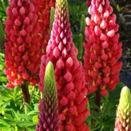 Lupinus 'Towering Inferno' (Łubin) - lupinus_towering_inferno.jpg