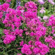 Firletka smółka 'Plena' (Lychnis viscaria) - lychnis_plena79757_3.jpg