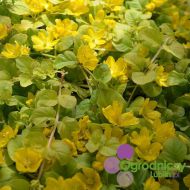 Lysimachia nummularia 'Aurea' ( Tojeść rozesłana) - lysimachia_nummularia__aurea__(3).jpg