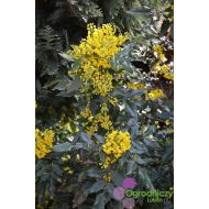 Mahonia aquifolium (Mahonia pospolita) - mahonia_aquifolium_(mahonia_pospolita).jpg