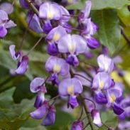 Glicynia letnia (Millettia japonica) - millettia_japonica_k5_6ef04efa24_a.jpg