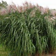 Miskant olbrzymi 'Giganteus' (Miscanthus giganteus) - miskant_olbrzymi_1_a.jpg