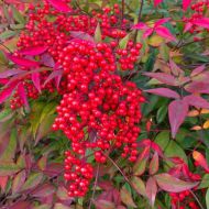 Nandina domestica 'Fire Power' 2l (Bambus niebiański) - nandina_domestica_firepower.jpg