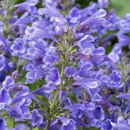 Kocimiętka 'Blue Planet' (Nepeta x hybrida) - nepeta_blue_planet_74947_6_a.jpg
