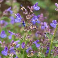 Kocimiętka 'Kit Cat' (Nepeta x faasseni) - nepeta_kit_cat_79936_3_a.jpg