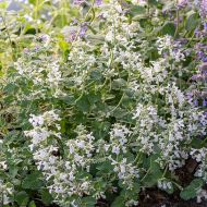 Kocimiętka 'Snowflake' (Nepeta x faasseni) - nepeta_snowflake_79389_5_a.jpg
