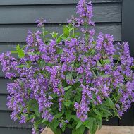 Kocimiętka 'Weinheim Big Blue' (Nepeta hybrida) - nepeta_weinheim_74943_1_a.jpg