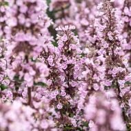 Kocimiętka 'Wild Orchid'' (Nepeta siberica) - nepeta_wild_orchid_74091_3_a.jpg