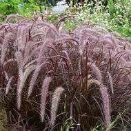Rozplenica 'Rubrum' Pennisetum advena) - pennisetum-rubrum_6a.jpg